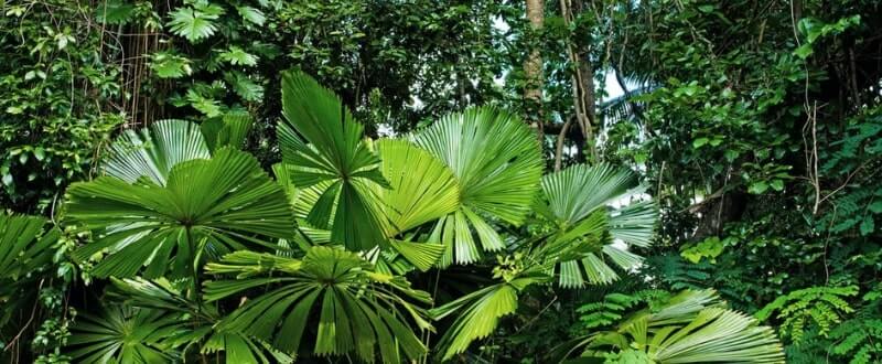 green plants